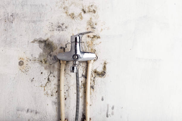 Best Mold Damage Repair  in Shreveport, LA