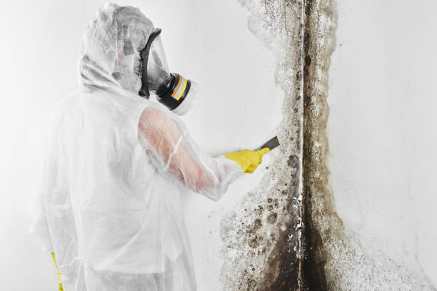 Best Attic Mold Removal  in Shreveport, LA