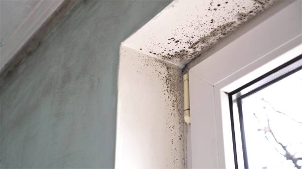 Best Crawl Space Mold Removal  in Shreveport, LA