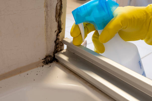 Professional Mold Removal in Shreveport, LA